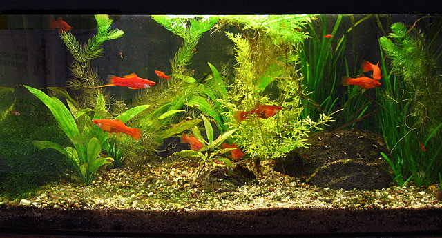 Aquarium Konz am 15.8.08