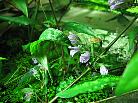 Hygrophila corymbosa blühend