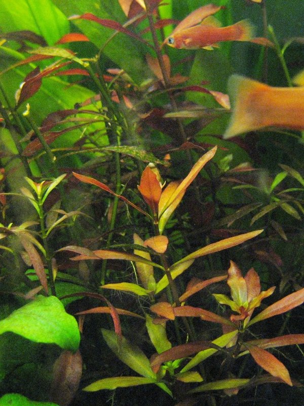 schmalbl�ttrige Ludwigie