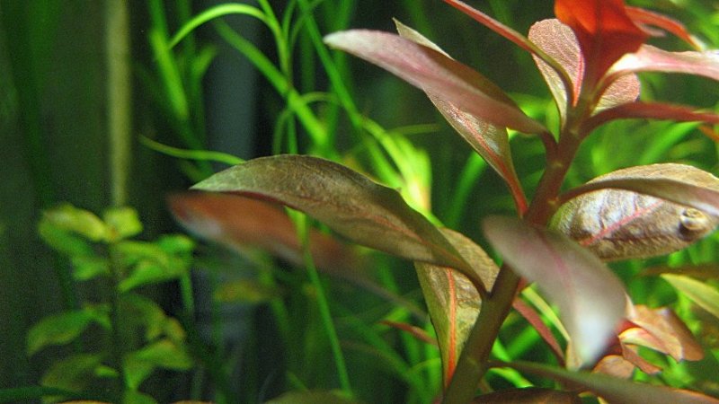Ludwigia glandulosa