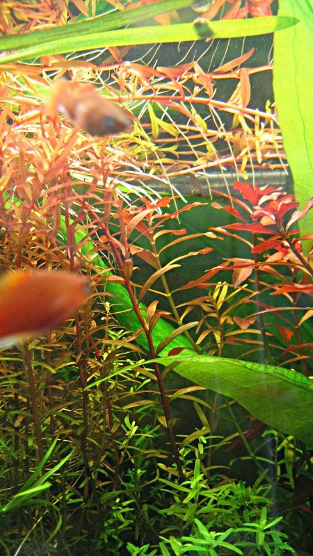 Rotala rotundifolia