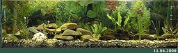 250l-Aquarium am 11.4.2000