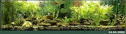 250l-Aquarium am 24.4.2000