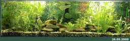 250l-Aquarium am 26.5.2000