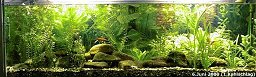 250l-Aquarium am 6.6.2000