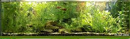 250l-Aquarium am 15.7.2000