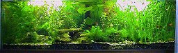 250l-Aquarium am 20.8.2000