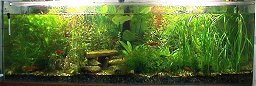 250l-Aquarium am 11.9.2000