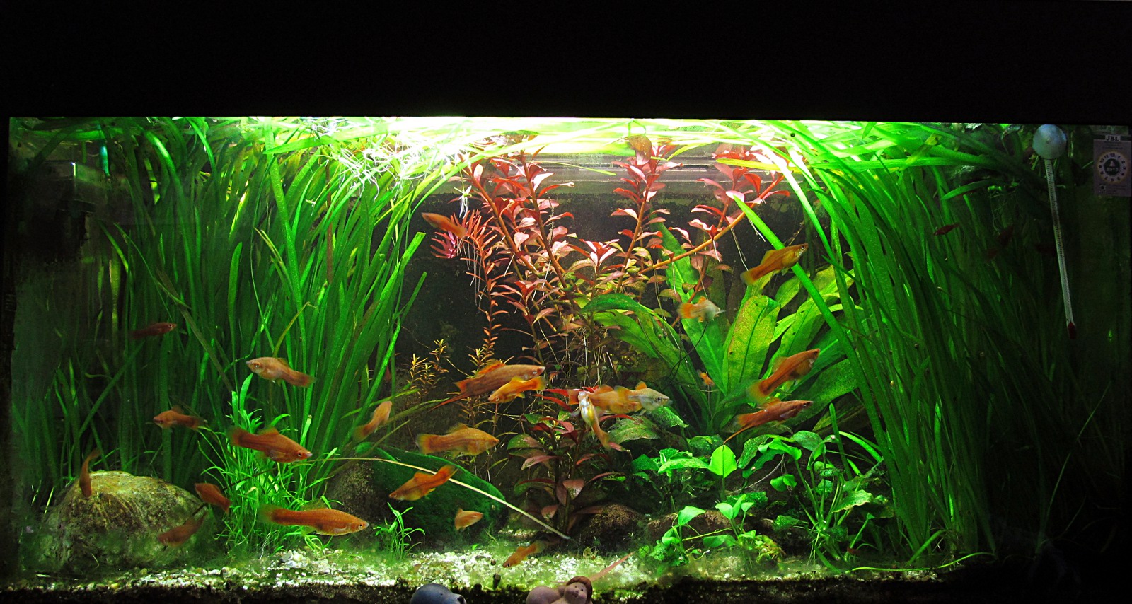 Regenwasser F u00fcr Aquarium Pflanzen Glcksbambus dracaena sanderiana standort und pflege co Regenwasser F u00fcr Aquarium Pflanzen Glcksbambus dracaena sanderiana standort und pflege co