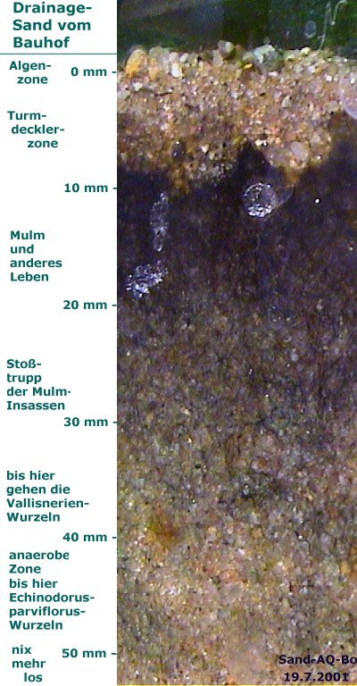 belebter Sandboden nach ca. 1 Jahr