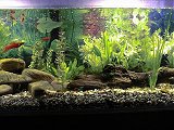 Hygrophila difformis -Ecke