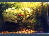 mein erstes Aquarium