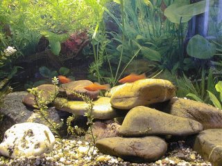 Helleries erkunden die Höhlenregion
im 'Altteil' des Aquariums