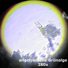 angefressene Grünalge, 280x