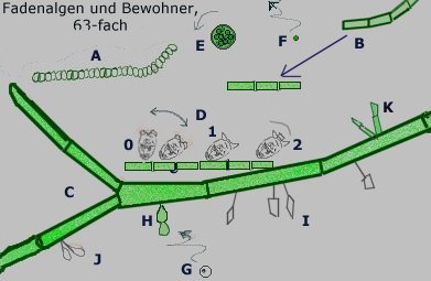 Fadenalgen 63x