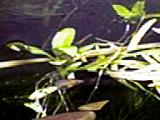 Hygrophila difformis Jungpflanze