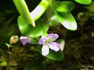 blühende Bacopa